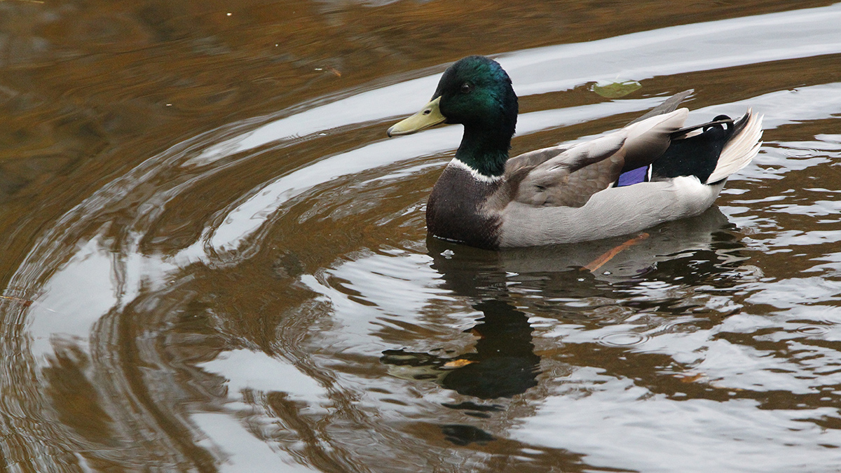 Специалисты приведут в порядок 11 столичных прудов в 2023 году