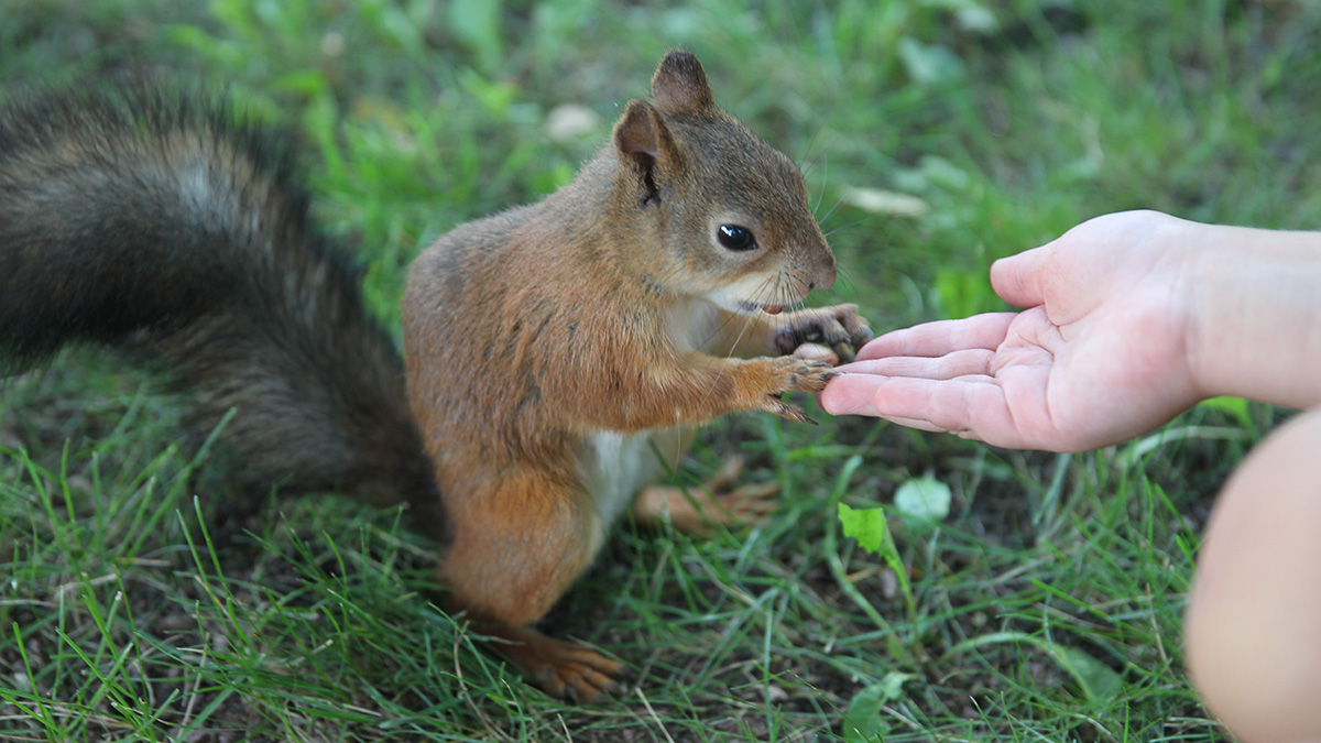 Павильоны для наблюдения за животными появятся в Щукинском парке и во Всехсвятской роще