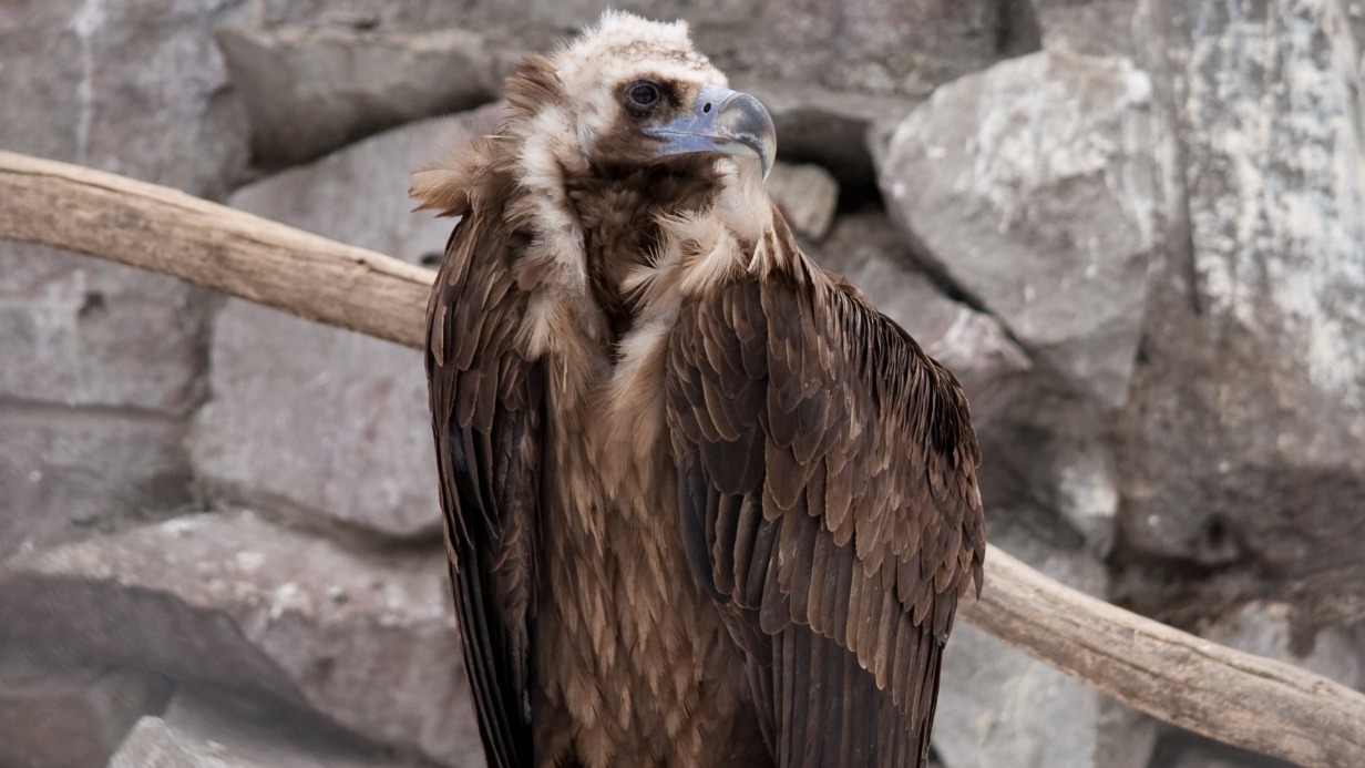«Не протягивайте пальчики»: Московский зоопарк рассказал о черных грифах