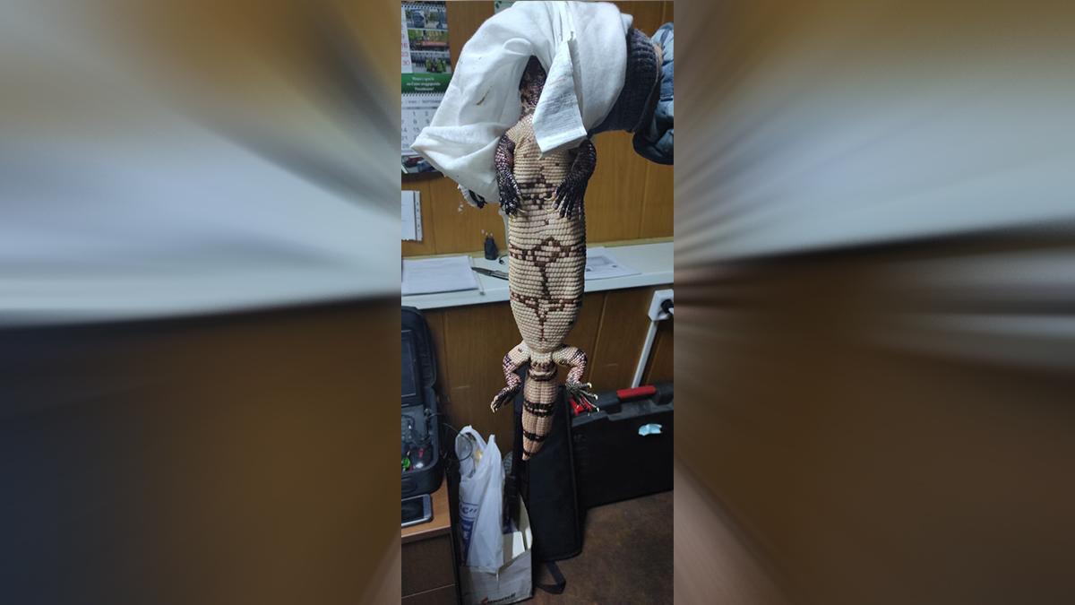 Гражданин Белоруссии пытался провезти ядовитых ящериц в Москву