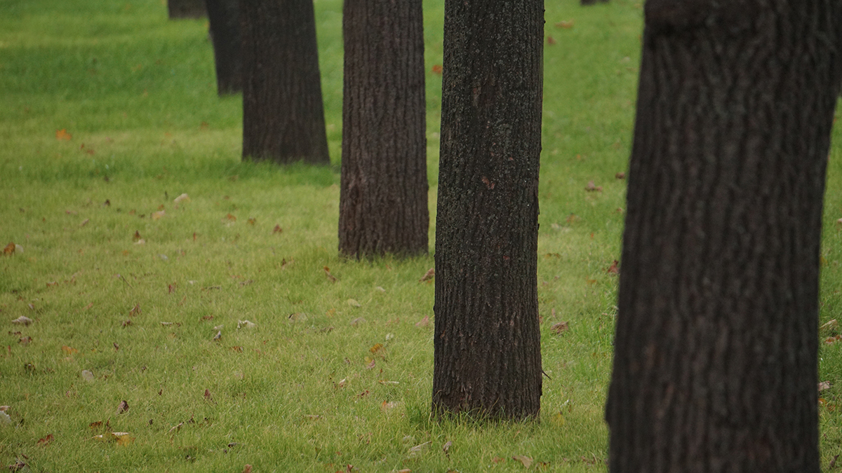 Газон появился на месте заброшенной постройки в районе Лефортово