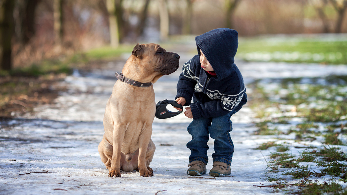 Как наказать догхантеров и защитить собаку от отравы