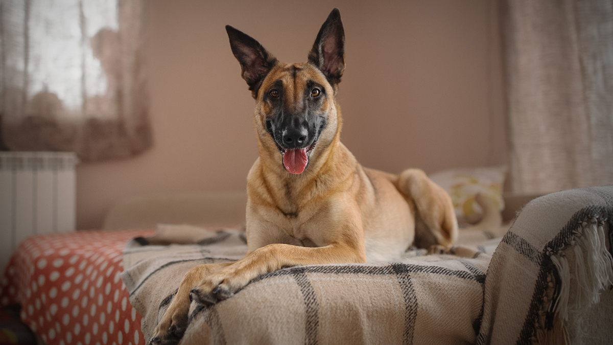 Индийский бизнесмен оставил 100 миллионов долларов в наследство своей овчарке