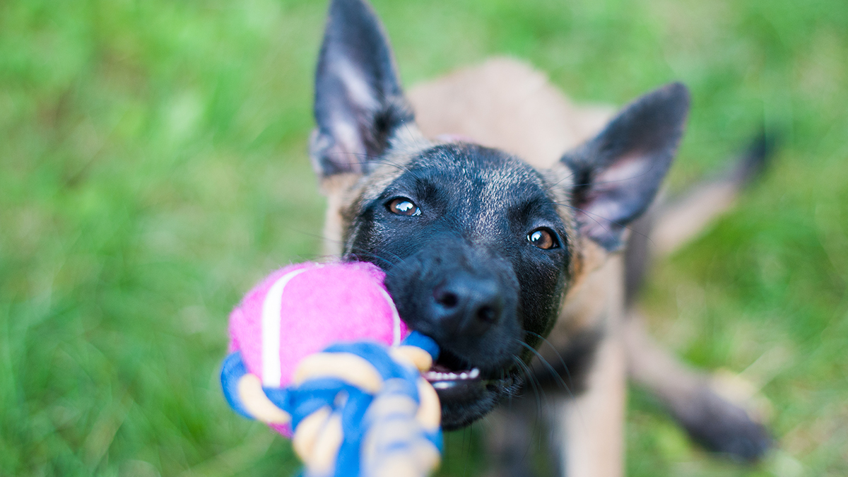 Ученые назвали самую умную породу собак