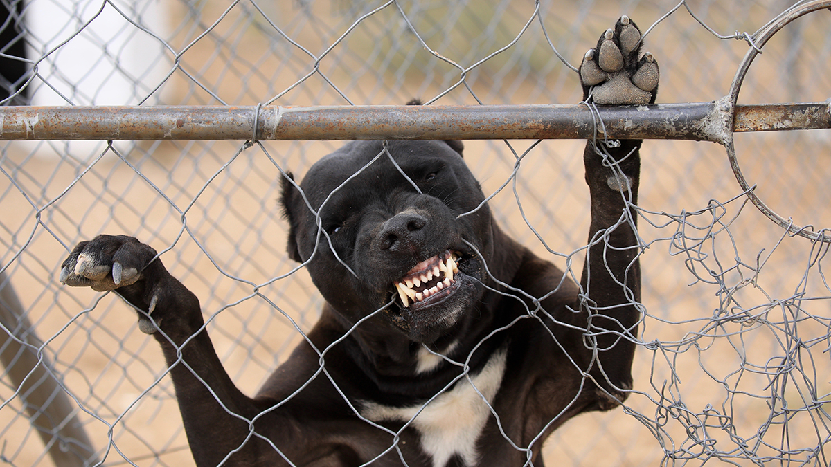 Кинолог перечислил породы собак, которых несправедливо считают опасными из-за внешности
