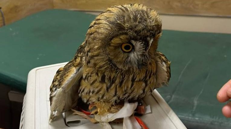 Краснокнижную ушастую сову спасли на Арбате