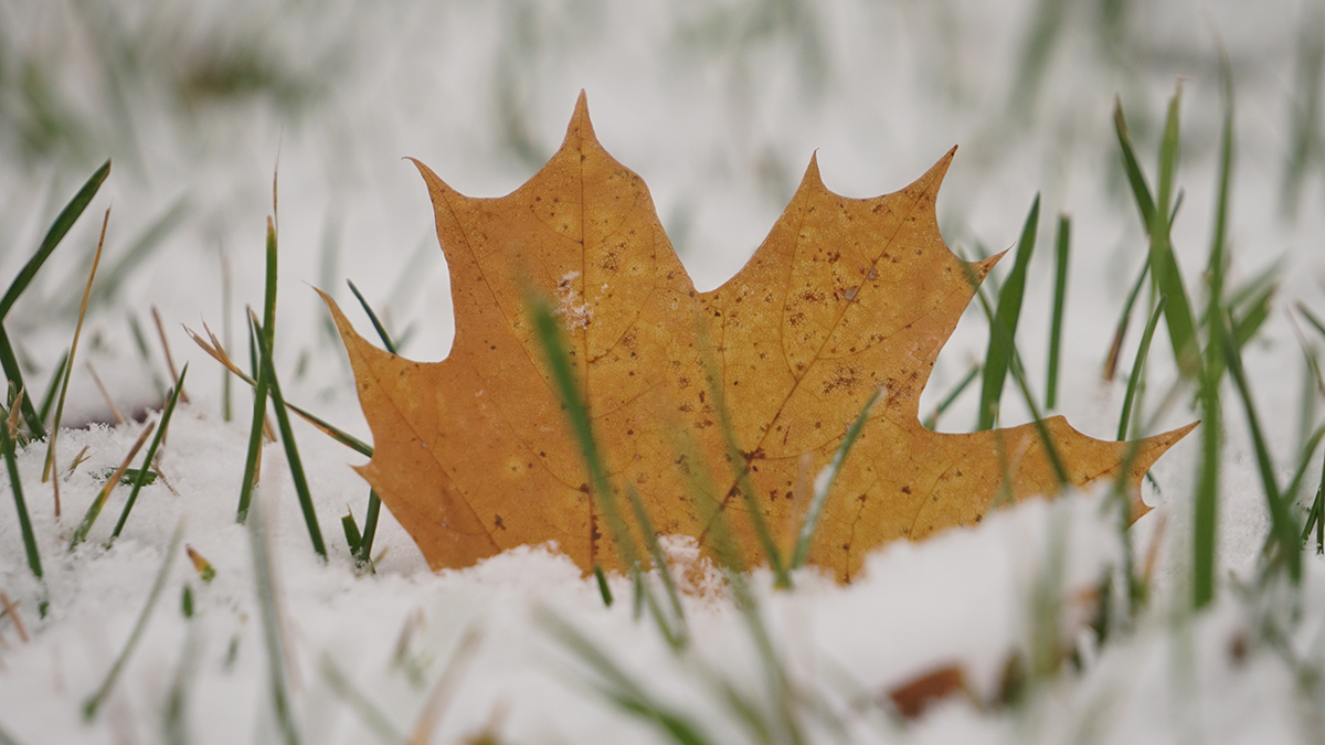 Синоптики спрогнозировали дождь и мокрый снег в Москве 8 октября