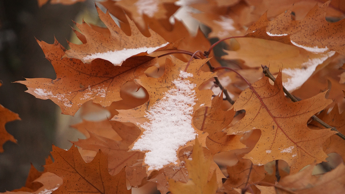 «Сразу в октябрь»: синоптик Позднякова предупредила о первых снежинках в Москве