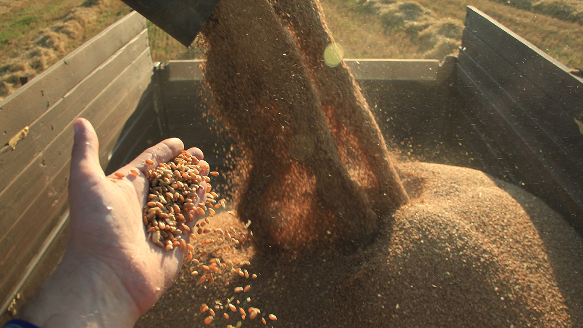 Путин поддержал идею создать зерновую биржу в БРИКС