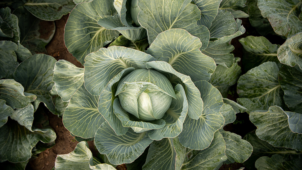 Народный календарь. Почему нужно собирать капусту на день Воздвижения Креста, 27 сентября