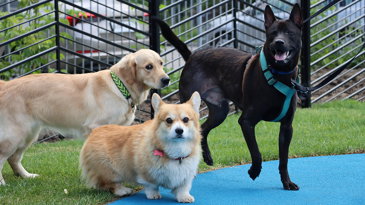 Центр «Юна» проведет выставку-пристройство бездомных животных на «Винзаводе»