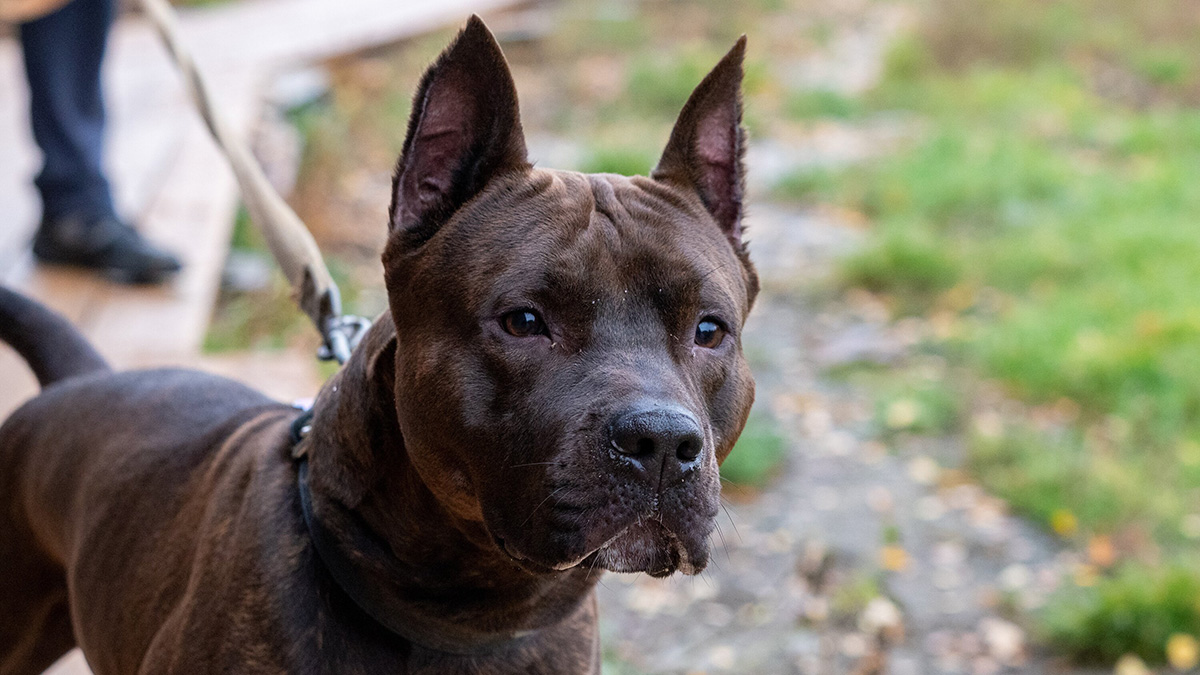 200 тысяч рублей за укус: нужно ли ужесточать наказание для владельцев собак за нападения питомцев на людей