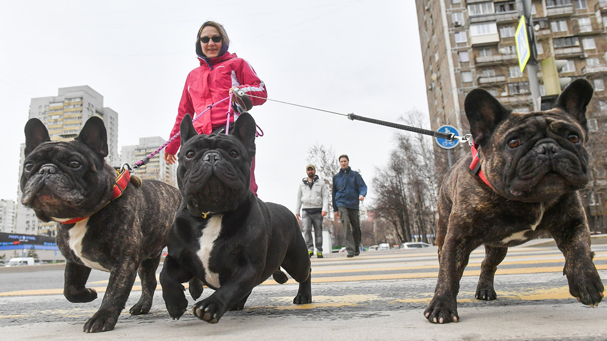 Кинологи рассказали, как защитить лапы собаки зимой