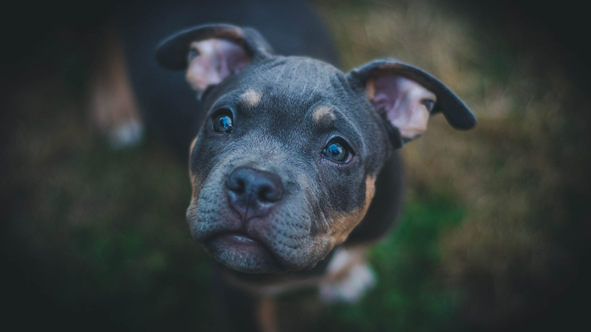Щенок упал в яму и прожил в ней три года без солнечного света в Брянской области