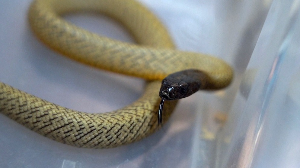 Детеныши самых ядовитых сухопутных змей в мире родились в Московском зоопарке
