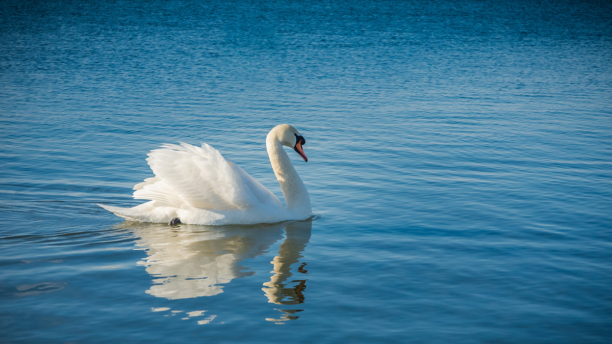 Ветеринар объяснил, почему спасенный в Анапе лебедь обнял волонтера