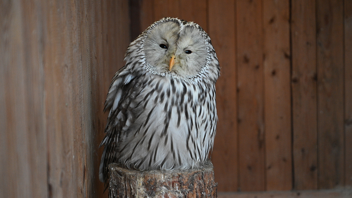 Чат-бот для помощи животным «Спаси сову» запустили в столице