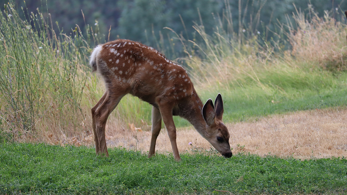 В украинском природном парке заметили единорога