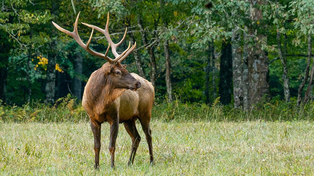 Популяция оленей на «Лосином острове» увеличилась в 15 раз за 50 лет