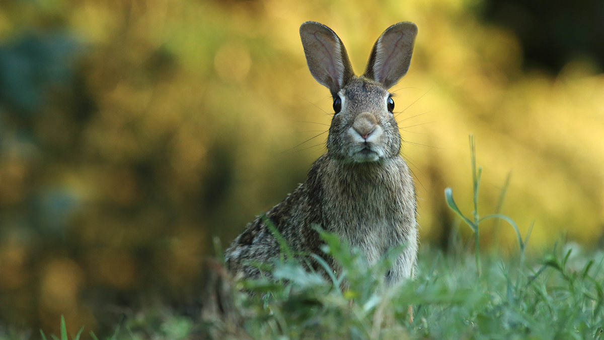Кроликов со странными щупальцами на голове начали замечать жители США