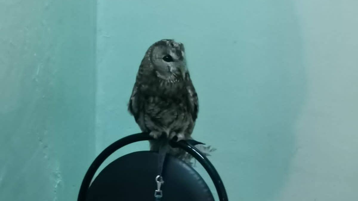 Краснокнижную серую неясыть спасли в Москве