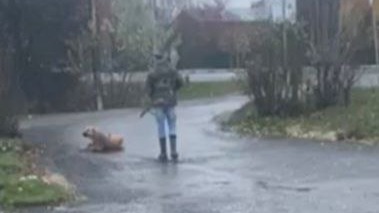 Мужчина два раза выстрелил в собаку в Подмосковье, привязал за трос к машине и уехал