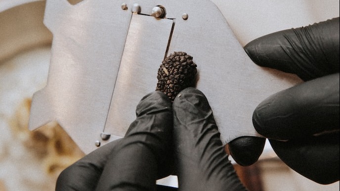 Боровик на страже молодости: почему так популярна косметика из грибов