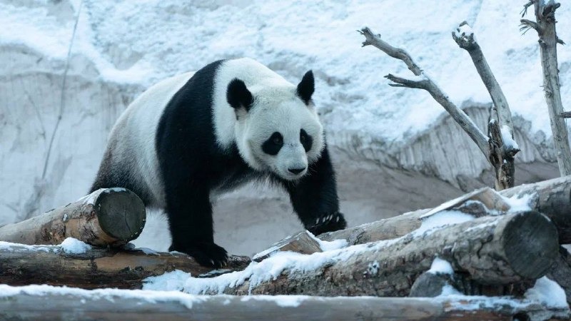 В Московском зоопарке рассказали о радости животных от первого снега
