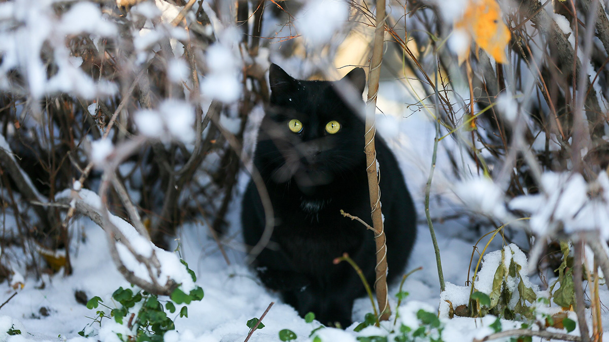 Синоптик Ильин спрогнозировал первый снег в столичном регионе