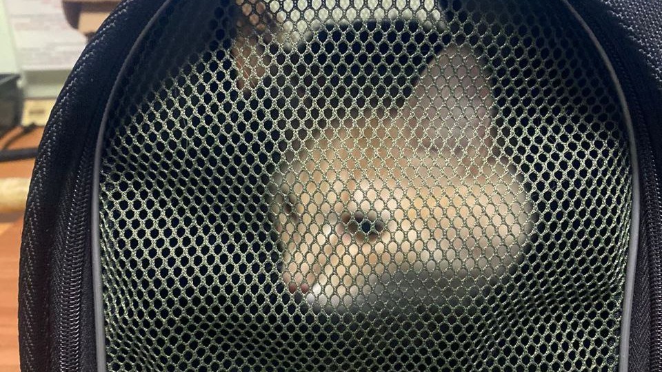 Рыжего кота в переноске нашли на одной из станций московского метро