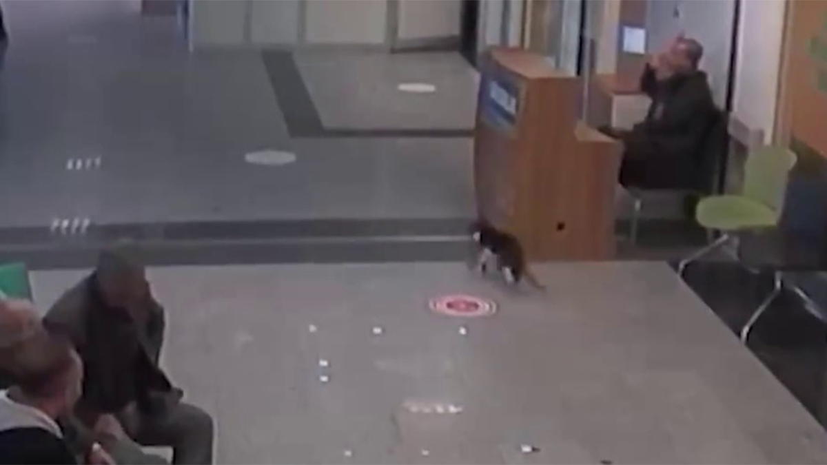 Кот со сломанной лапой самостоятельно пришел в турецкую больницу за помощью