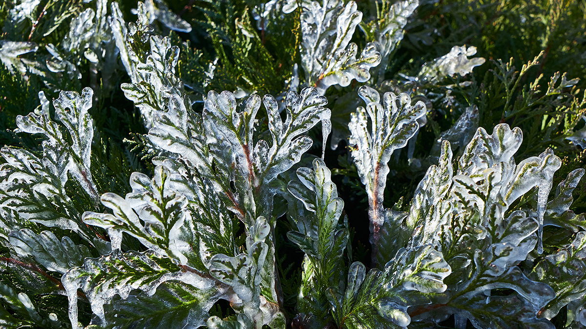 Ледяной дождь ожидается в Москве 22 ноября