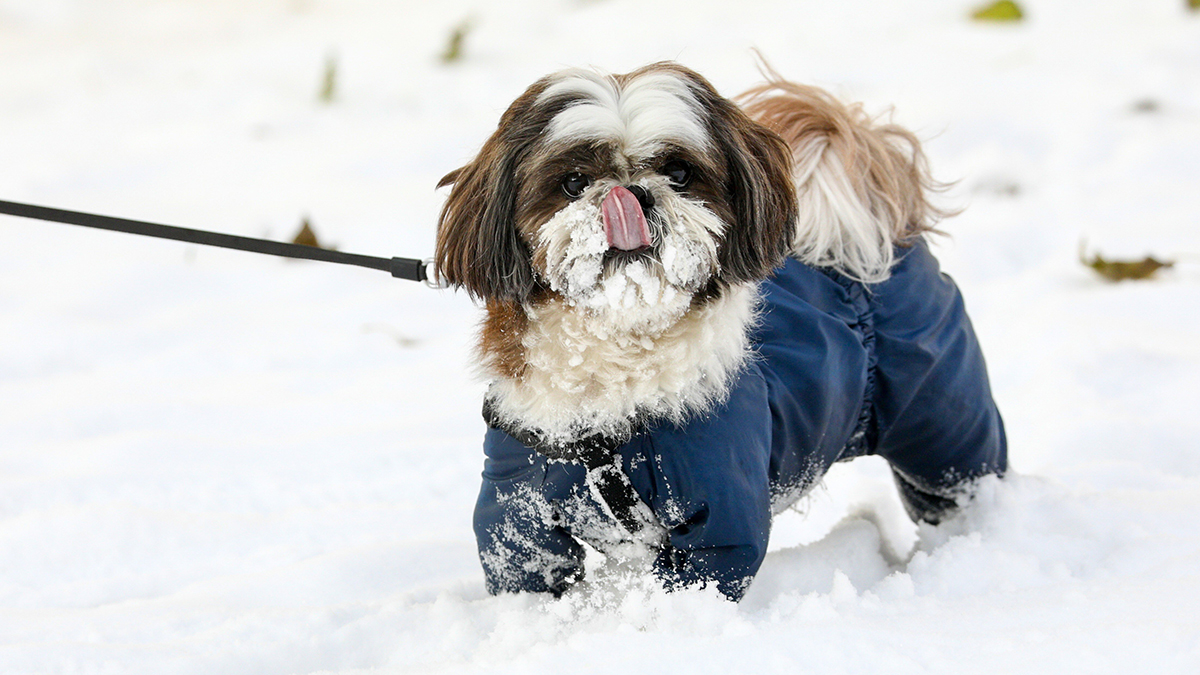 Уфимский подросток издевался над собакой во время прогулки