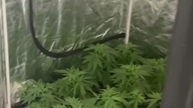 Полиция ликвидировала плантацию конопли на севере Москвы