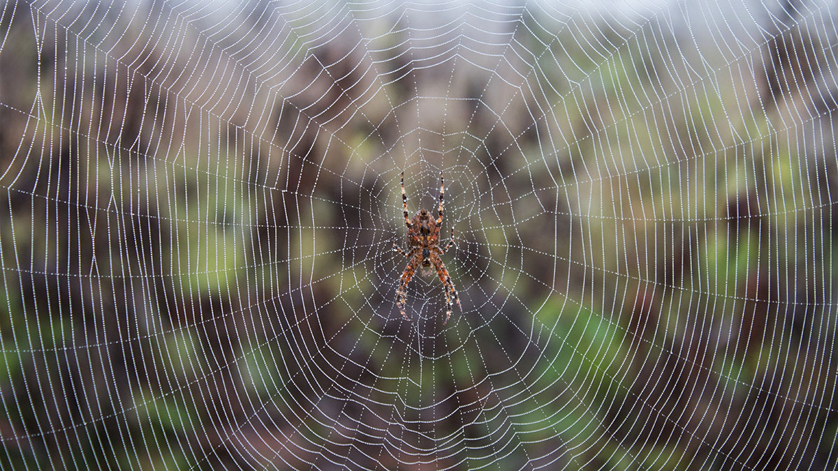 Тысячи огромных пауков заполонили британский Чешир по вине зоопарка