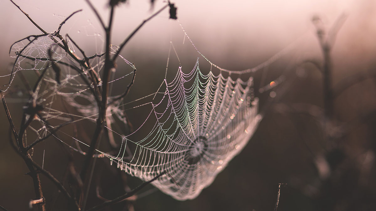 Ядовитые пауки-каннибалы заселили Астраханскую область