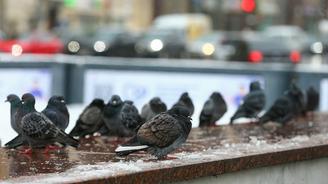 Метеоролог Позднякова рассказала, когда в Москву придет декабрьское тепло