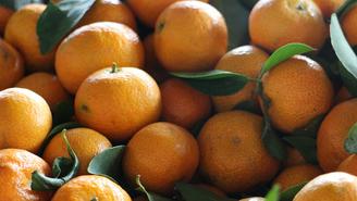 Мандарины: польза, вред, норма в день, как выбрать