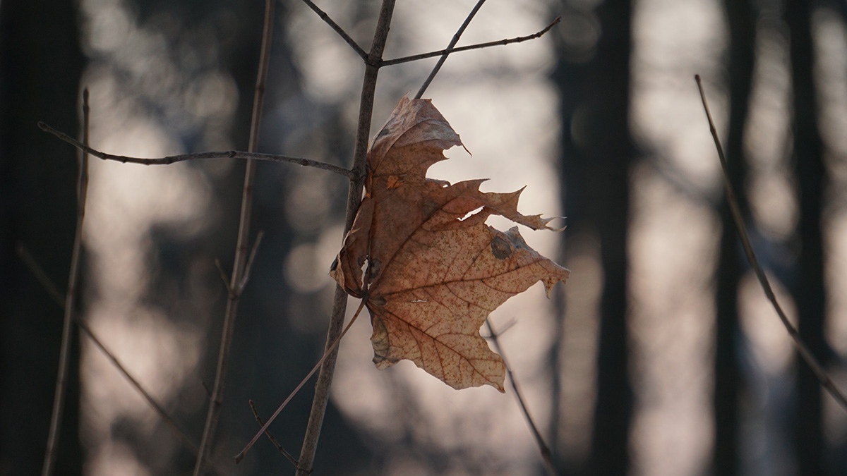 Когда пропавшую семью Усольцевых признают погибшими 