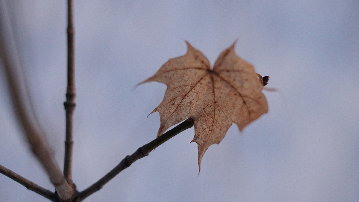 Сергеев: Волонтеры обошли 4600 километров в поисках семьи Усольцевых