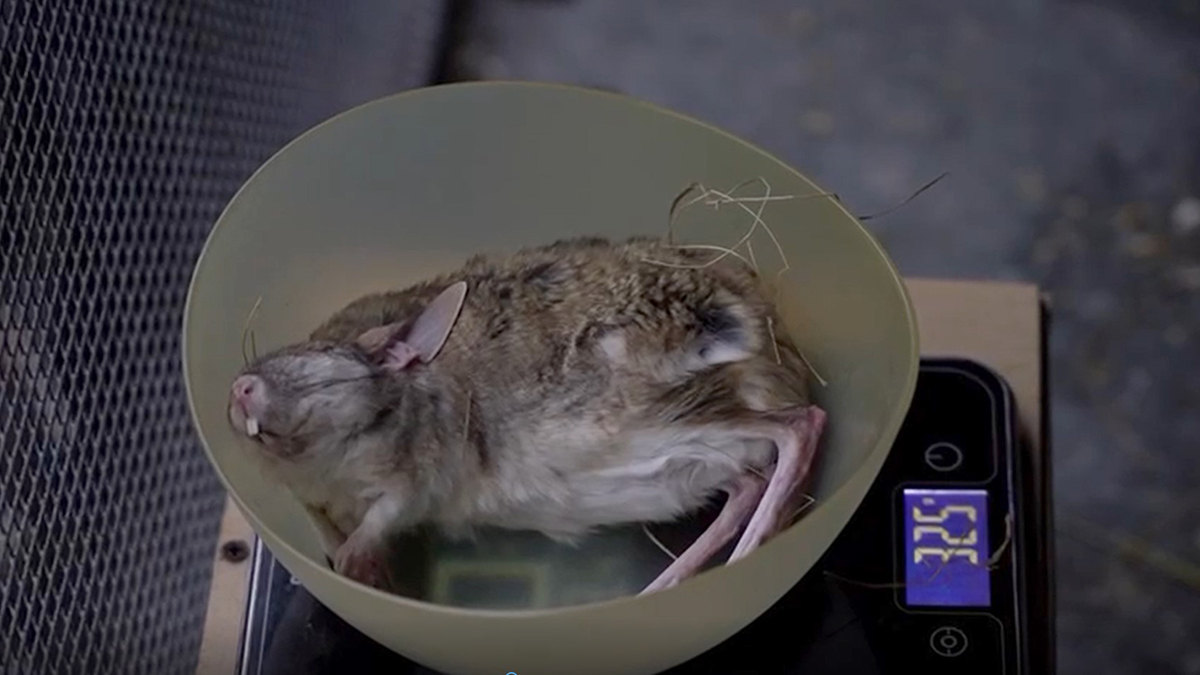 Тушканчики заснули на зиму в Московском зоопарке