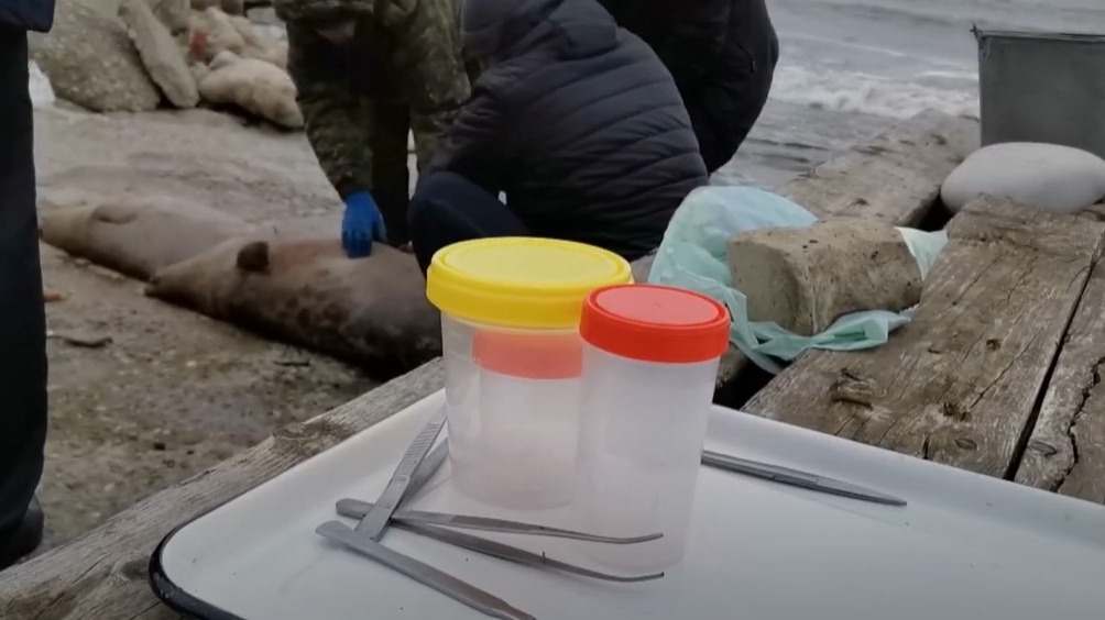 Около 700 мертвых тюленей обнаружили на берегу Каспийского моря. Почему они могли погибнуть