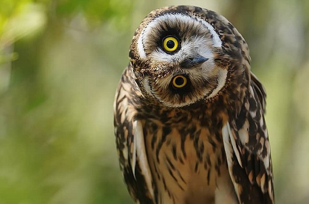 Краснокнижная неясыть попыталась унести собаку москвички в Тимирязевском парке