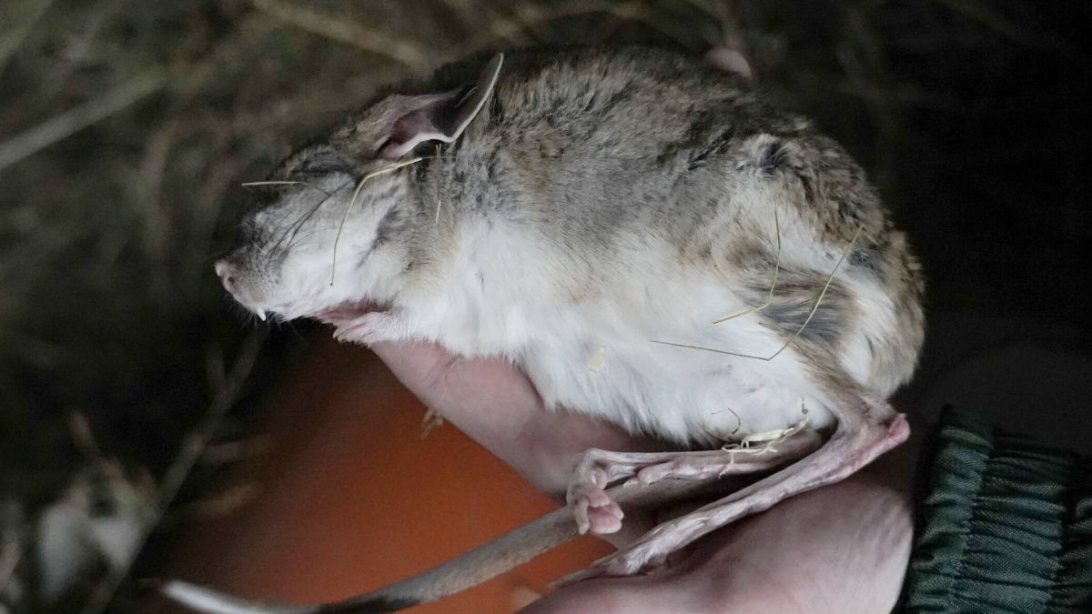 В Московском зоопарке впали в спячку тушканчики. Разбудят их только весной