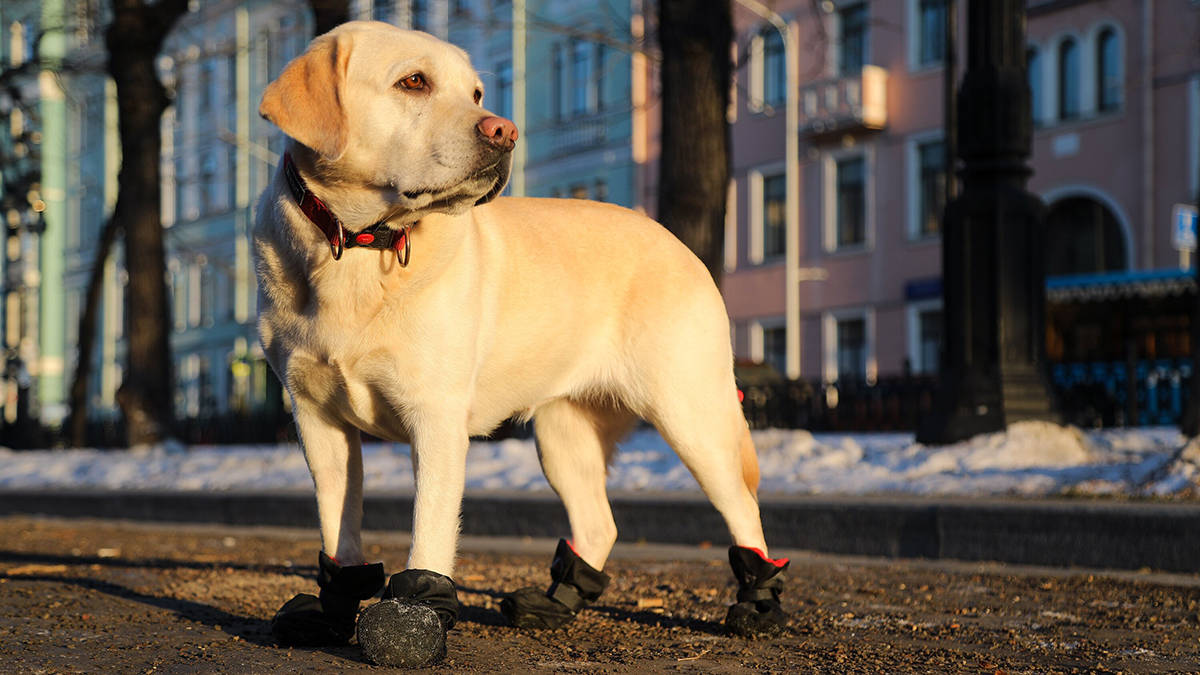 Кинолог Голубев рассказал, как помочь потерявшейся собаке 