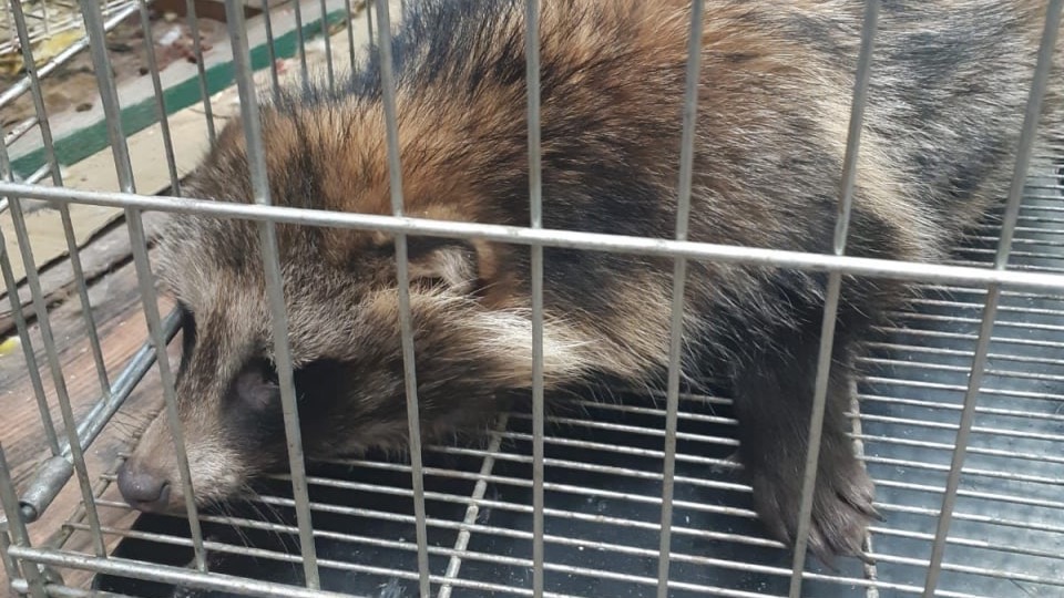 Столичный Центр реабилитации диких животных спас попавшую в ДТП енотовидную собаку
