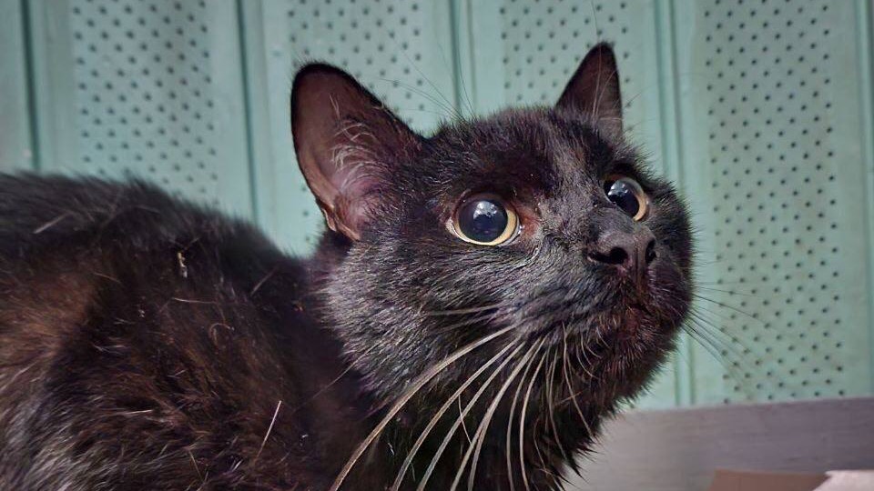 Сотрудники дептранса нашли черного кота в спортивной сумке на одной из станций метро