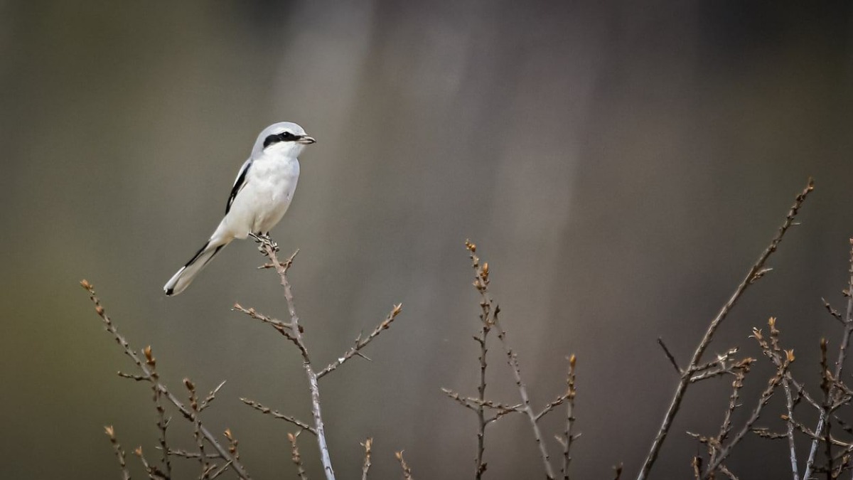 Редкого серого сорокопута заметили в парке «Измайлово» в Москве