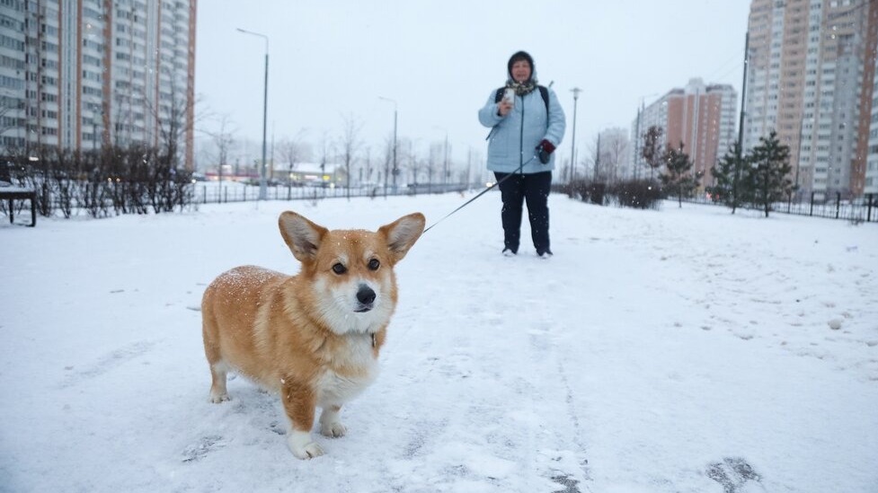 «Сильный снег и туман»: синоптик Леус рассказал о погоде в Москве на этой неделе