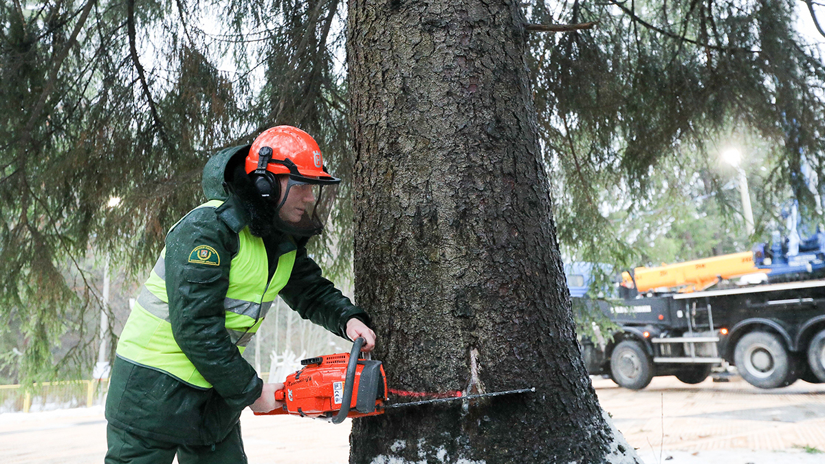 Главную новогоднюю ель России спилили в Волоколамске